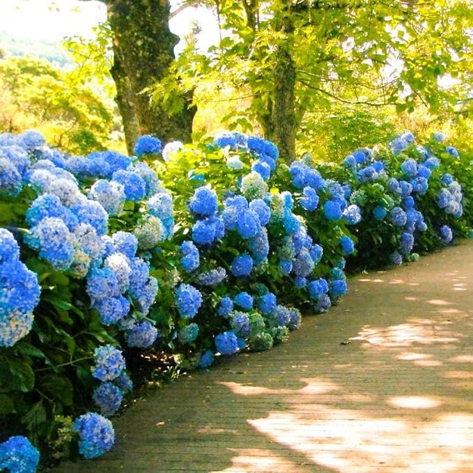 Hydrangea Live Plant, 6-12 Inch Tall, Hardy Flowering Shrub in 2.5" Pot, Outdoor Garden Hydrangea Bush (Blue Hydrangea)