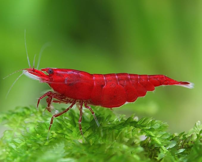 SF Aquatic™ Choose Your Favorite Color High Grade Neocaridina Live Freshwater Aquarium Shrimps Fully Mature Breeding Age. Live Arrival Guarantee. (Bloody Mary, 20 Shrimps)