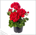 Live Flowering Zonal Geraniums - Red (2 Plants Per Pack) - Beautiful Spring Flowers - 12" Tall by 5" Wide in 1 Qt Pot
