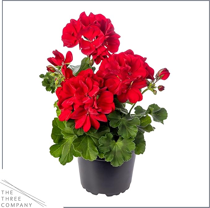Live Flowering Zonal Geraniums - Red (2 Plants Per Pack) - Beautiful Spring Flowers - 12" Tall by 5" Wide in 1 Qt Pot