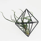 6-Pack Geometric Wire Air Plant Holders, Small Black Metal Tillandsia Stands for Desk Decor, Himmeli Planter Rack for Home & Office – Cute Display for Small/Medium Air Plants