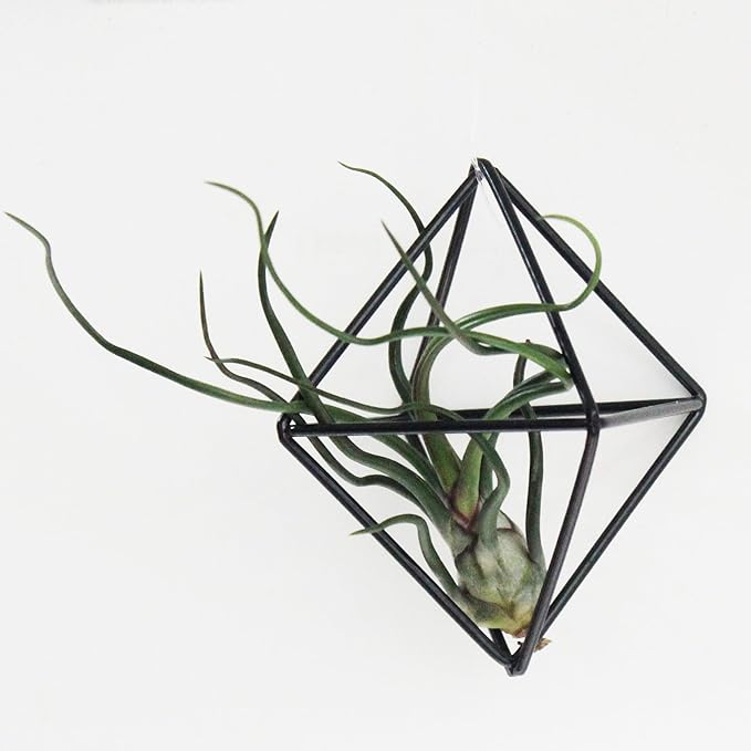 6-Pack Geometric Wire Air Plant Holders, Small Black Metal Tillandsia Stands for Desk Decor, Himmeli Planter Rack for Home & Office – Cute Display for Small/Medium Air Plants