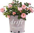 Perfect Plants Blushing Drift Rose Bush in 1 Gallon Grower's Pot | Compact Flowering Ground Cover | Live Bush with Ruffled Pink Flowers | Easy to Grow for Outdoor Landscapes or Container | Zones 4-11