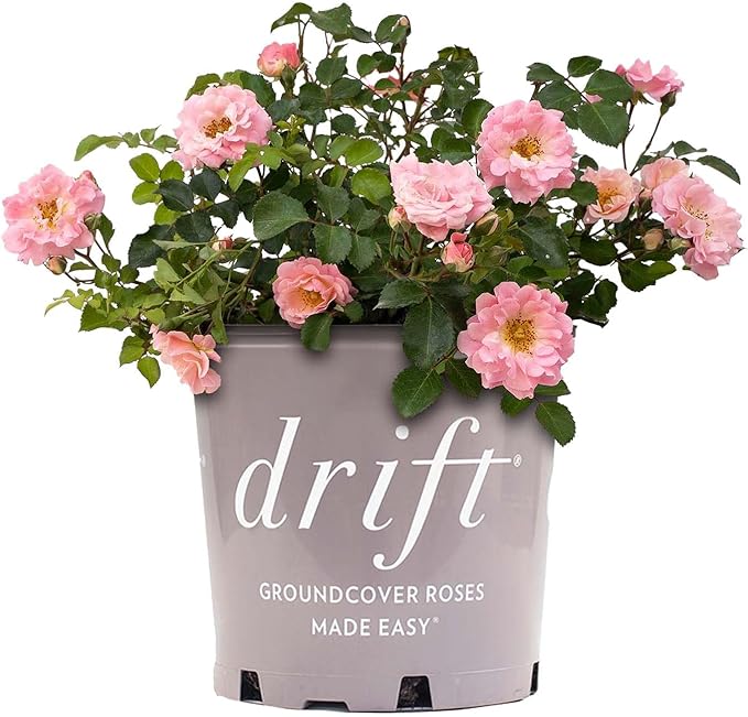 Perfect Plants Blushing Drift Rose Bush in 1 Gallon Grower's Pot | Compact Flowering Ground Cover | Live Bush with Ruffled Pink Flowers | Easy to Grow for Outdoor Landscapes or Container | Zones 4-11