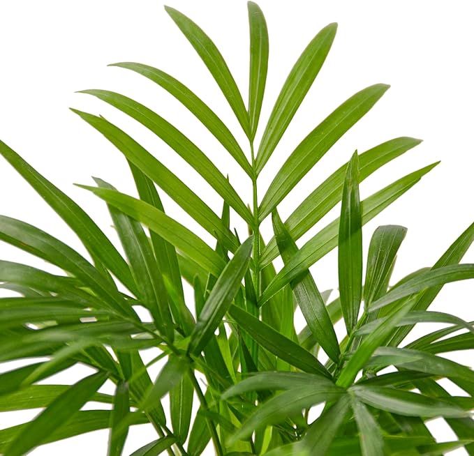 Parlor Palm Live Indoor Plant | Neanthebella Live Plant | Air Purifying Plant | Ship from CA in Nursey Pot | PET Friendly (Large Plant, 6" Pot)