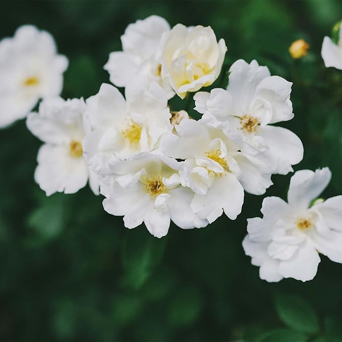 Perfect Plants White Knock Out Rose Bush in 1 Gallon Grower's Pot | Easy to Grow | Live Flowering Perennial with White Blooms | Great for Outdoor Garden Landscape Planting in Zones 4-11 | Full Sun