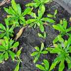 Culantro Plant Live, Culantro Plant for Garden, Indoor Outdoor Plant, Outdoor Vegetable Plant Bareroot, 3 Inches Tall, Green