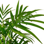 Parlor Palm Live Indoor Plant | Neanthebella Live Plant | Air Purifying Plant | Ship from CA in Nursey Pot | PET Friendly (Small Plant, 2" Pot)