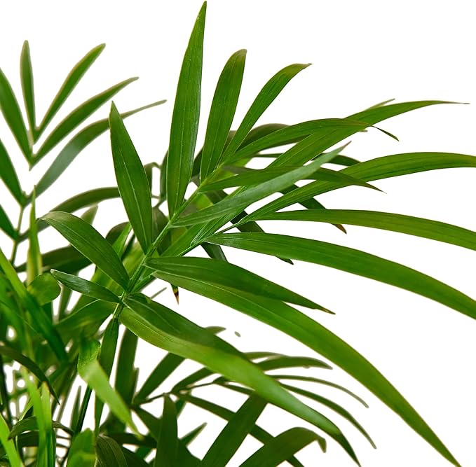 Parlor Palm Live Indoor Plant | Neanthebella Live Plant | Air Purifying Plant | Ship from CA in Nursey Pot | PET Friendly (Medium Plant, 4" Pot)
