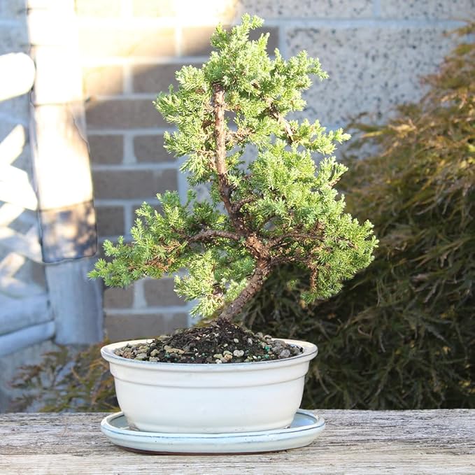 Brussel's Bonsai - Live Green Mound Juniper Bonsai Tree with White Ceramic Tray, Outdoor Bonsai Tree Live Plant, Easy Care Evergreen Bonsai for Patio Garden Decor