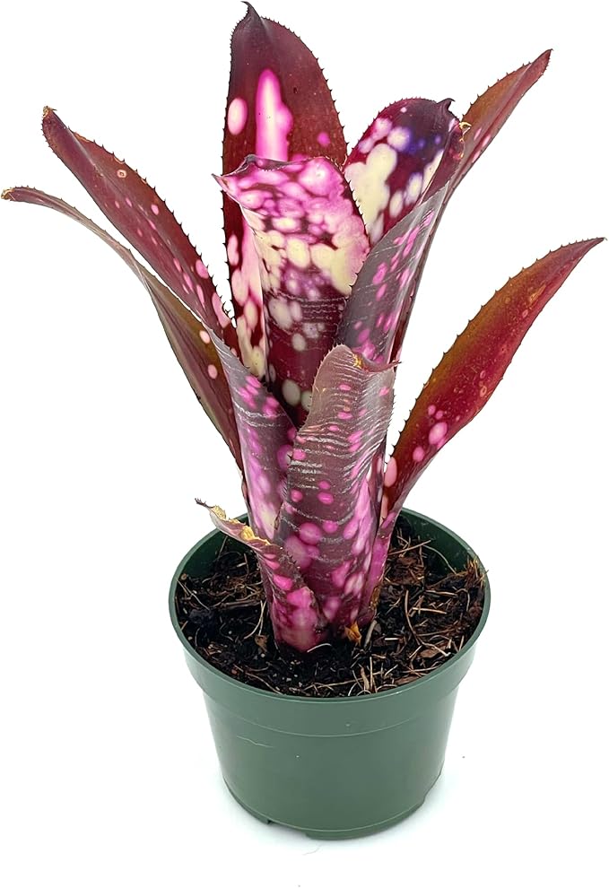 ragnaroc Live Plants – Bromeliad Billbergia Hallelujah, 9-18" - 1ct - Live Arrival Guaranteed - House Plants for Home Decor & Gift
