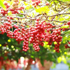Red Seedless Grape Vines Trees Live Plants, Well-Rooted 1 to 2 Years Old Trim 5-9" in Tall, Grapes Plant Live for Outdoor Planting, Zones 3-9