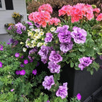 10+Violet Double Geraniums Seeds for Planting Outdoor-Rare Perennial Flower Plant for Garden Home Attract Pollinators