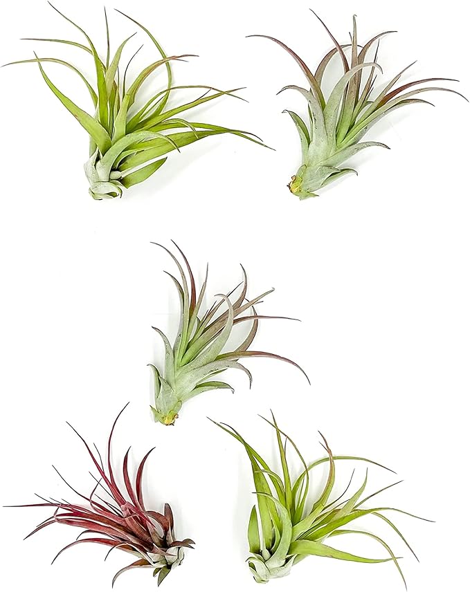 ragnaroc Air Plants - Tillandsia Brachycaulos Multiflora, Jumbo 5-7" - 5 ct - Live Arrival Guaranteed - House Plants for Home Decor & Gift