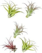 ragnaroc Air Plants - Tillandsia Brachycaulos Multiflora, Jumbo 5-7" - 5 ct - Live Arrival Guaranteed - House Plants for Home Decor & Gift