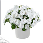 Live Flowering New Guinea Impatiens - White (3 Plants Per Pack) - Beautiful Shade Flowers - 12" Tall by 5" Wide in 1 Qt Pot