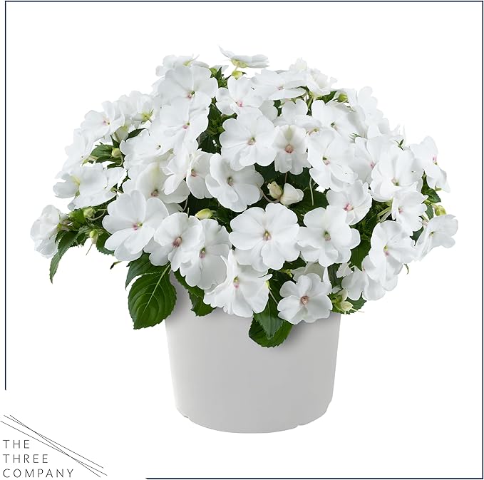 Live Flowering New Guinea Impatiens - White (3 Plants Per Pack) - Beautiful Shade Flowers - 12" Tall by 5" Wide in 1 Qt Pot