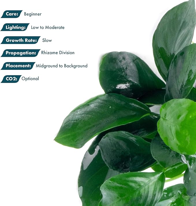 SubstrateSource Anubias Live Aquarium Plants - Potted Freshwater Plant for Fish Tanks, Terrariums - Beginner Friendly Low Light (Barteri, 3 Pots)