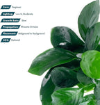 SubstrateSource Anubias Live Aquarium Plants - Potted Freshwater Plant for Fish Tanks, Terrariums - Beginner Friendly Low Light (Barteri, 1 Pot)