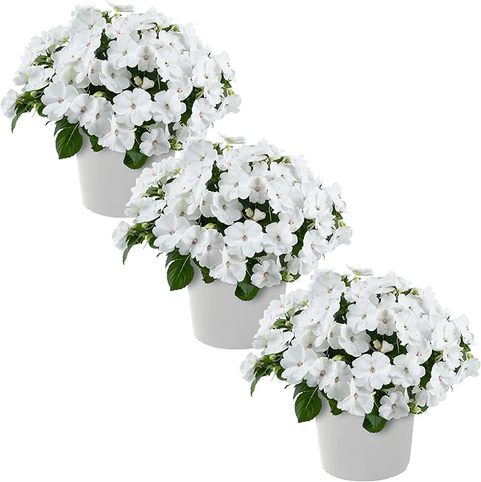 Live Flowering New Guinea Impatiens - White (3 Plants Per Pack) - Beautiful Shade Flowers - 12" Tall by 5" Wide in 1 Qt Pot