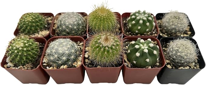 Sprout N Green Live Cactus Plants, 5 Pack Assorted Real Cacti Potted in 2" Starter Pot with Soil Mix, Rare Small Indoor House Plants for Home Garden Wedding Decor Party Favor