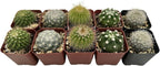 Sprout N Green Live Cactus Plants, 30 Pack Assorted Real Cacti Potted in 2" Starter Pot with Soil Mix, Rare Small Indoor House Plants for Home Garden Wedding Decor Party Favor