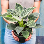 Philodendron Birkin Live Plant for Indoor | Different Houseplants in 4'' & 6'' Pot | Real House Plant for Living Room, Office, Desk & Bathroom | Birkin