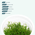 SubstrateSource Live Plant - Microcarpaea Minima Tissue Culture Aquatic Live Aquarium Plant - 100% Snail Free in Vitro Cup (Microcarpaea Minima)