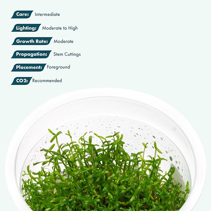 SubstrateSource Live Plant - Microcarpaea Minima Tissue Culture Aquatic Live Aquarium Plant - 100% Snail Free in Vitro Cup (Microcarpaea Minima)