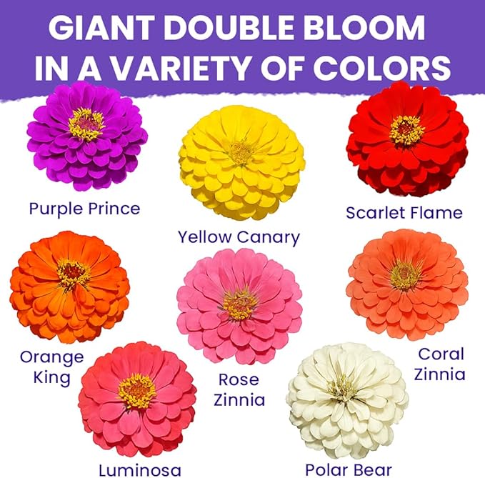 NatureZ Edge Zinnia Seeds for 2026 Planting Outdoors, Over 4000 Flower Seeds, 1 Oz, Non GMO Made in USA, Bulk Semillas De Flores para Sembrar, California Giants, Easy to Grow Zinnia Seed Mix