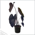 Live Colocasia - Redemption, 10” Tall by 5” Wide in 1.76 Qt Pot, Trimmed Back for Shipping Purposes