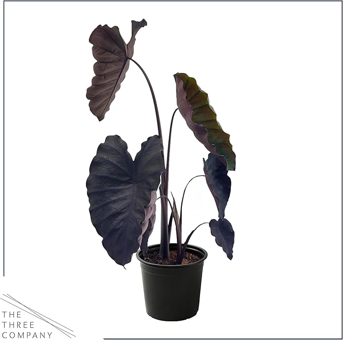 Live Colocasia - Redemption, 10” Tall by 5” Wide in 1.76 Qt Pot, Trimmed Back for Shipping Purposes