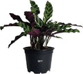 Nature's Way Farms Calathea Rattlesnake, Live Indoor Houseplant, Long Leaf Prayer Plant, Tropical Plant, Pet Safe in Growers Pot (7-11 inches Tall)