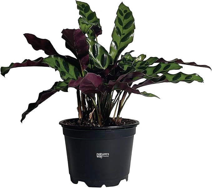 Nature's Way Farms Calathea Rattlesnake, Live Indoor Houseplant, Long Leaf Prayer Plant, Tropical Plant, Pet Safe in Growers Pot (7-11 inches Tall)