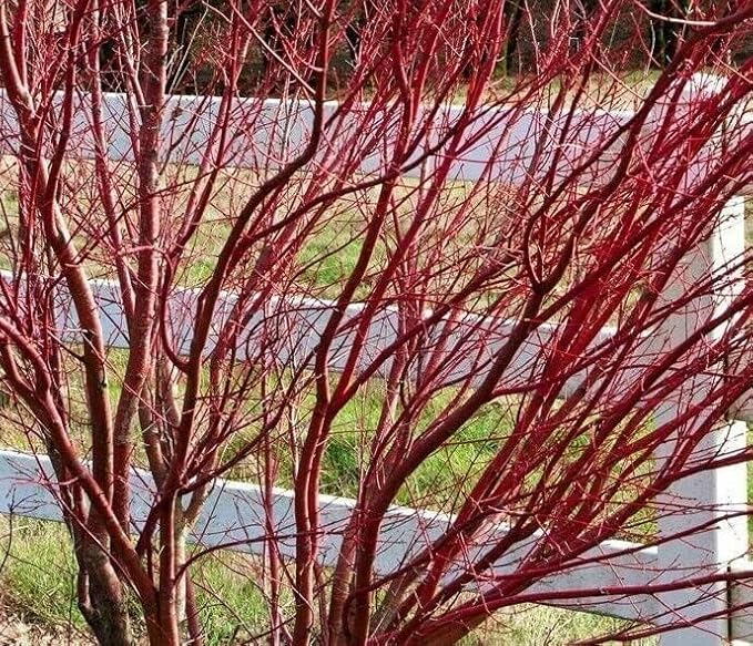 5 Red Twig Dogwood Shrubs/Bushes - (Red Osier) - 6-12" Tall Live Plants - Cornus sericea - (5 Pack)