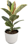 Ficus Tineke, Rubber Tree Plant, Live Ficus Tree House Plant Decor in 6" White Pot, Easy Plant Gift, Variegated Rubber Plant, Live Plant Gift, Office Plants & Decorative Plants by Plants for Pets