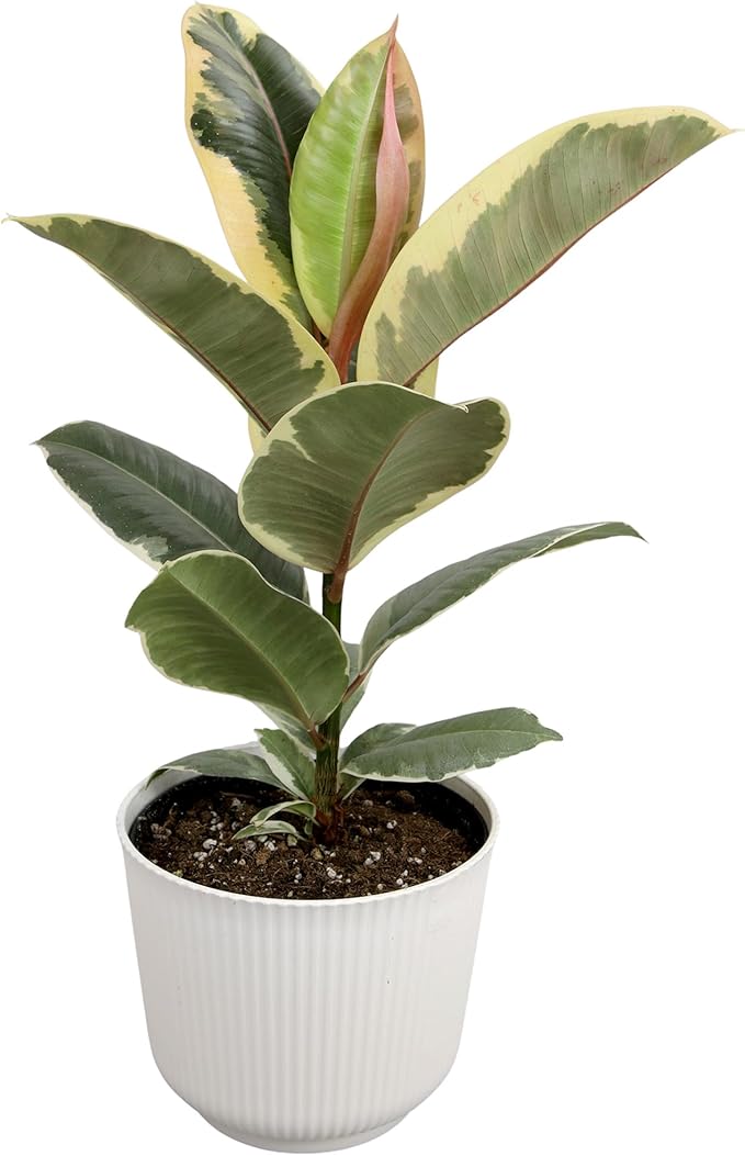 Ficus Tineke, Rubber Tree Plant, Live Ficus Tree House Plant Decor in 6" White Pot, Easy Plant Gift, Variegated Rubber Plant, Live Plant Gift, Office Plants & Decorative Plants by Plants for Pets