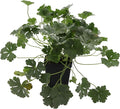 Greenwood Nursery: Live Perennial Plants - 'Biokovo' Cranesbill + Geranium x Cantabrigiense - [Qty: 10x Pint Pots] - (Click for Other Available Plants/Quantities)