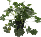Greenwood Nursery: Live Perennial Plants - 'Biokovo' Cranesbill + Geranium x Cantabrigiense - [Qty: 10x Pint Pots] - (Click for Other Available Plants/Quantities)