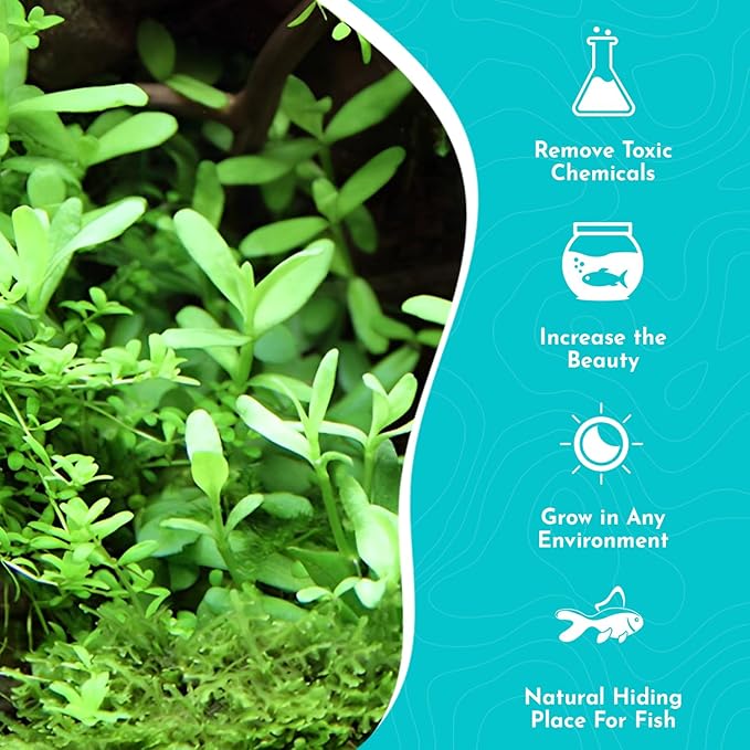 Live Aquarium Moneywort Bacopa (Monnieri) Plants - Long Lasting & Easy to Maintain - Removing Excess Nitrates - Promote High Water Quality - Stunning Appearance - Bunch