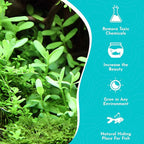 Live Aquarium Moneywort Bacopa (Monnieri) Plants - Long Lasting & Easy to Maintain - Removing Excess Nitrates - Promote High Water Quality - Stunning Appearance - Bunch