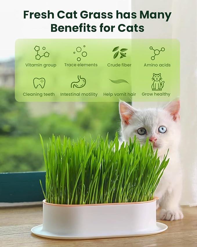 Cat Grass for Indoor Cats – 3 Pack Cat Grass Seeds, Non-GMO, High Germination | Grows in 3-7 Days, USA Harvested | Cat Grass Growing Kit for Hairball Care – Wheat Grass for Healthy Cats