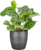 Thorsen's Greenhouse Green Prayer Plant, Live Indoor Plant, Pet Friendly, Uncommon Houseplant, Green Maranta, Easy to Grow, 4" Diameter Pot (Brushed Silver)