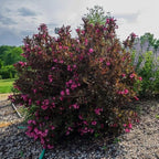 Purple-Pink Weigela Live Plant, Spring Blooming Shrub in 4” Pot, Hardy Perennial Flowering Bush for Garden Borders, Cold Hardy, Dormant in Winter