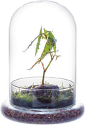 NCYP Glass Cloche Dome with Air Hole and Base, 5.9 x 5.9 x 8.2 Inches, Clear Terrarium Planter for Venus Flytrap, Small Plants, Home Indoor Tabletop Decoration (No Plants)