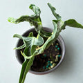 Alocasia Loco Live Plant – Rare Alocasia Loco Corm Rooted Starter – Indoor Tropical Elephant Ears Houseplant – Easy Care Cutting for Outdoor Garden & Home Decor (Heat Pack Included)