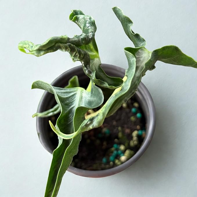 Alocasia Loco Live Plant – Rare Alocasia Loco Corm Rooted Starter – Indoor Tropical Elephant Ears Houseplant – Easy Care Cutting for Outdoor Garden & Home Decor (Heat Pack Included)