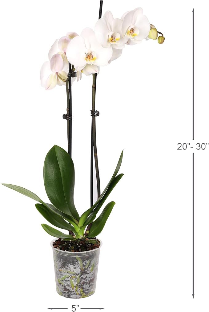 Green Circle Growers 6 Pack 5 inch White Orchids in Grower Pot, Live Plant