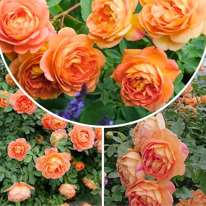 Rose Live Plant, Roses Flower Plant, Fragrant Flower for Planting, 4-6 Inches Tall, Bush Shrub Plants, Well Rooted, Ready to Grow (Orange Rose)