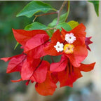 2 Bougainvillea Live Plants, Tropical Bougainvillea Flowering Vine, Fast Growing Outdoor and Container Plant, 4-8'' Tall (Red Orange Blooms)